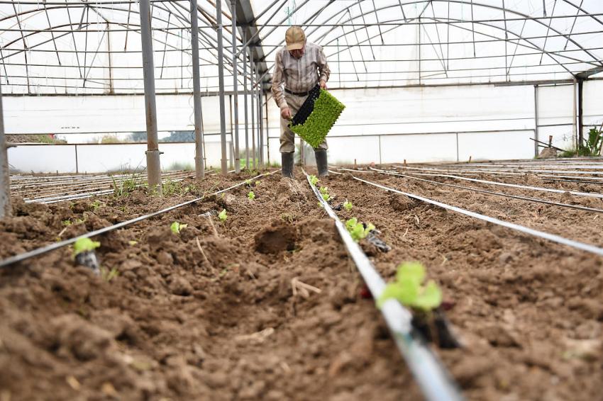 Büyükşehir desteğiyle topraklar bereketlendi