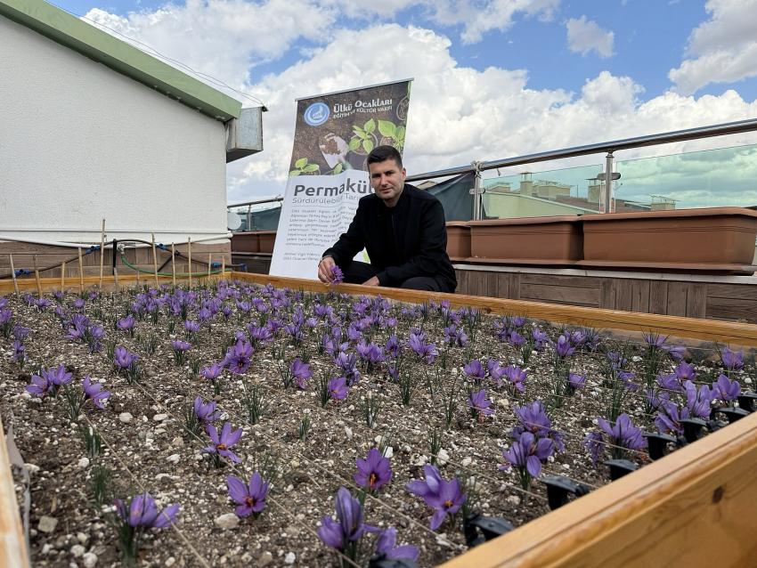 ÜLKÜ OCAKLARI GENEL MERKEZİ’NİN TERASINDA SAFRAN HASADI!